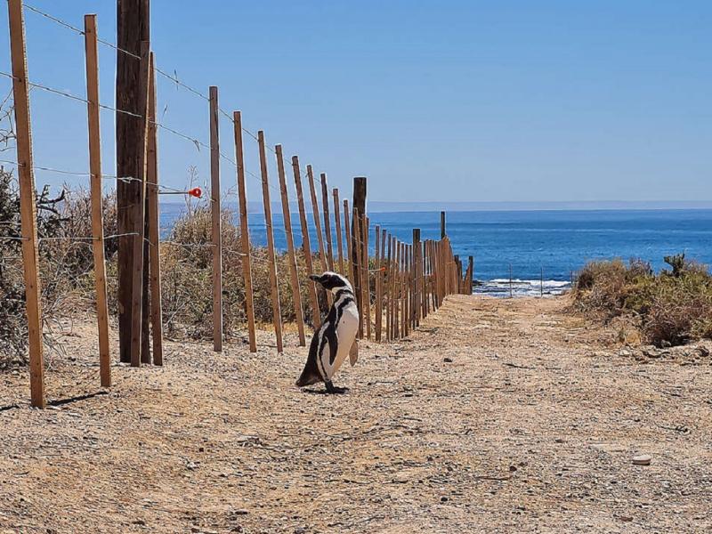 Condenaron al ganadero acusado de la matanza de pinginos en Punta Tombo