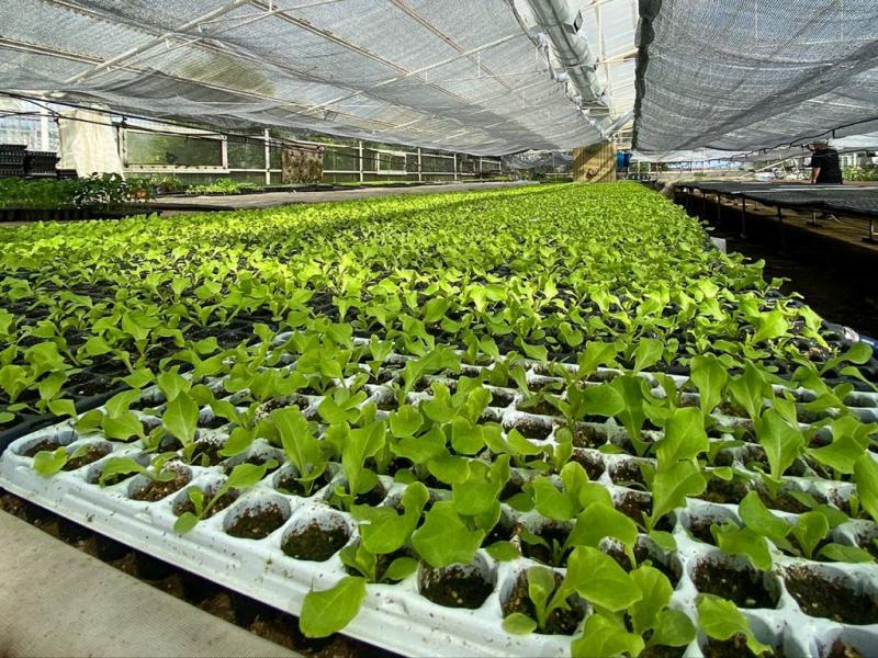 Se estima la entrega de 1.800.000 plantines de verduras 