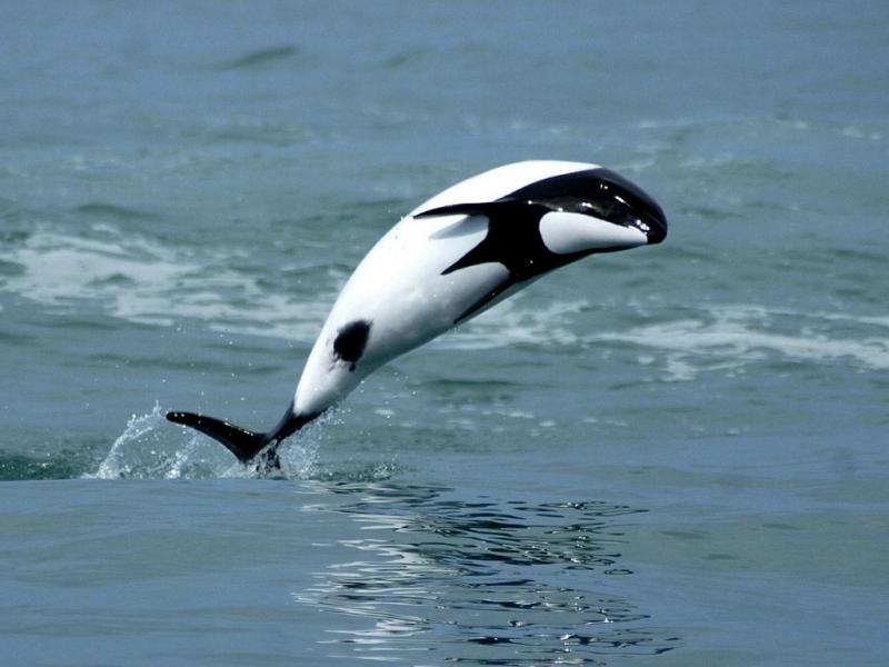 La tonina overa, un pequeo delfn originario del mar Patagnico