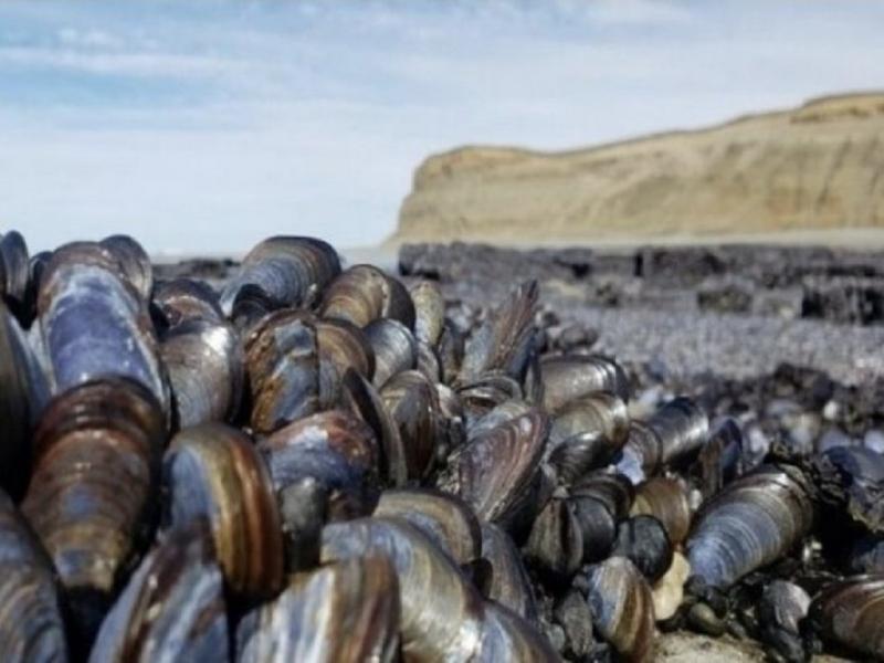 Por marea roja, se declara veda total de moluscos en toda la provincia de Tierra del Fuego 