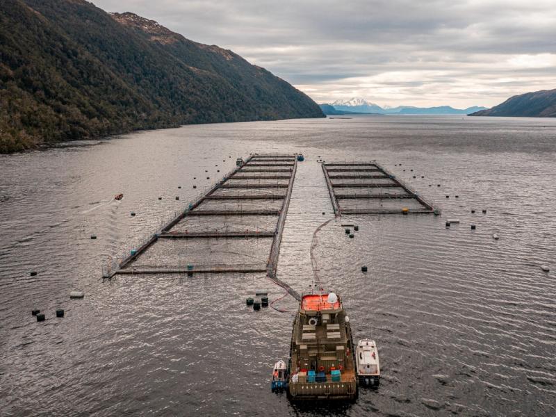 Especialistas cuestionan las expectativas econmicas y alertan sobre daos ambientales por las salmoneras