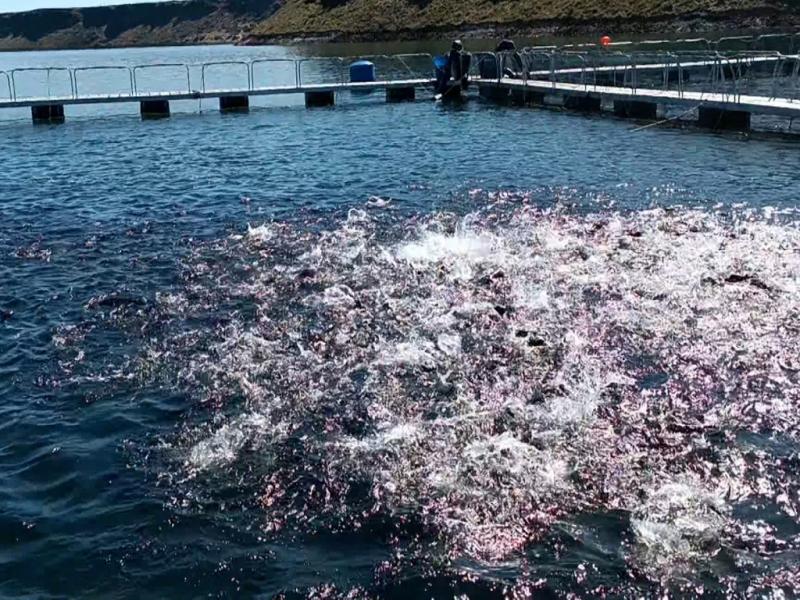 Por primera vez, Argentina logró apertura de 4 mercados para ovas de trucha arco iris