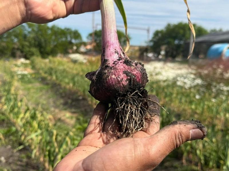 RGA Alimentos cosech� ajos violetas por primera vez en Tierra del Fuego 