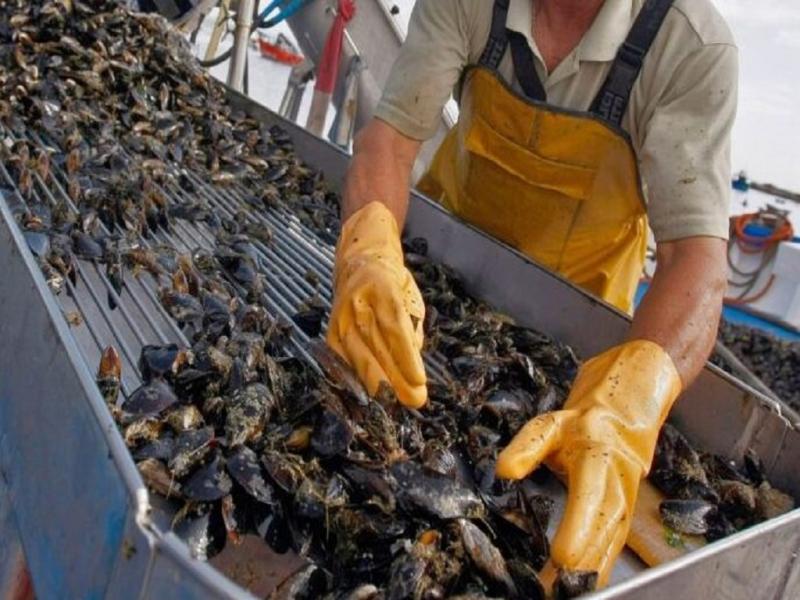 Pescadores artesanales de Almanza cuestionan la intromisión de Newsan