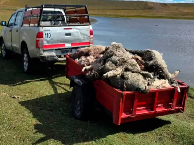 Perros asilvestrados mataron 120 corderos en la Misión Salesiana de Río Grande
