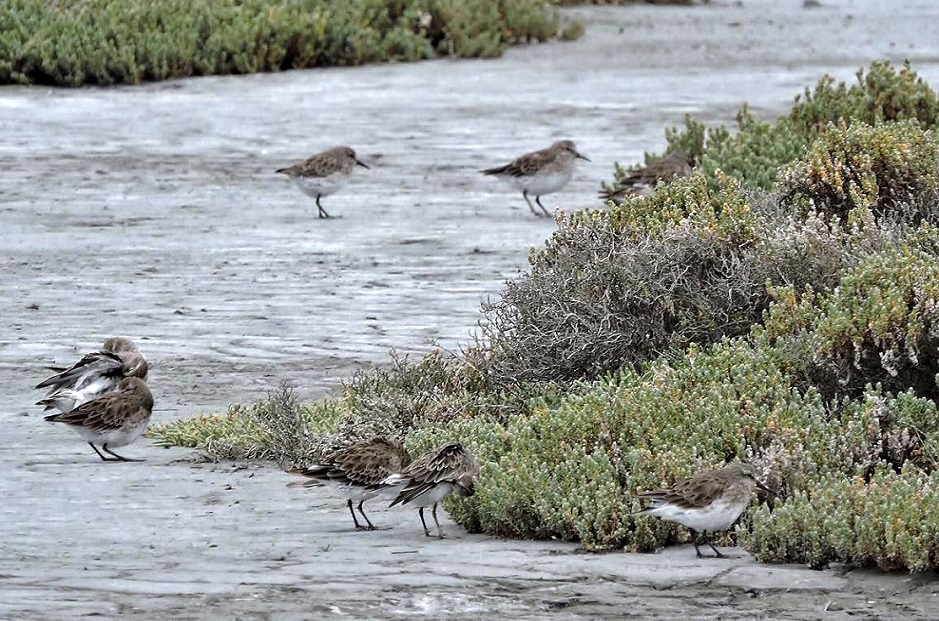 Los datos obtenidos permitirn evaluar la presencia y el uso que realizan las aves playeras en los diferentes hbitats de la Provincia.