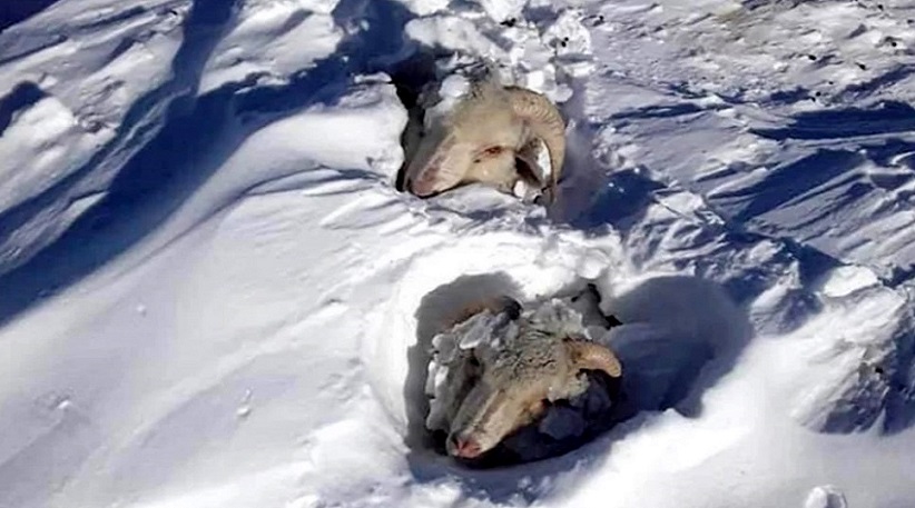 Se colabora en juntar la mayor cantidad de animales en pie posibles para arrimarlos al lugar de alimentacin y se provee de comida y lea a los pobladores, destac El Ministro de Agricultura y Ganadera de Chubut, Leandro Cavaco.