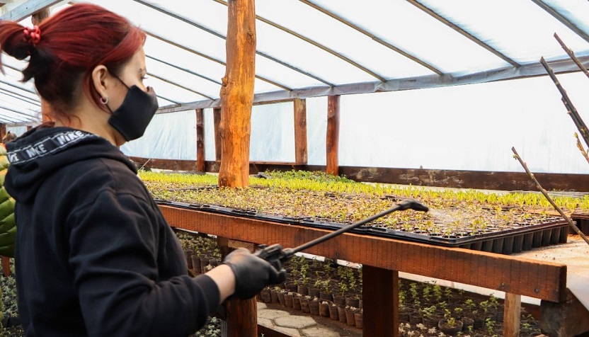 En este contexto de pandemia se logr una produccin de 120 mil plantines, entre los cuales hay 12 especies florales y unos 10 mil rboles de 17 especies diferentes, coment Juan Zanetti, Coordinador de Produccin Municipal. 