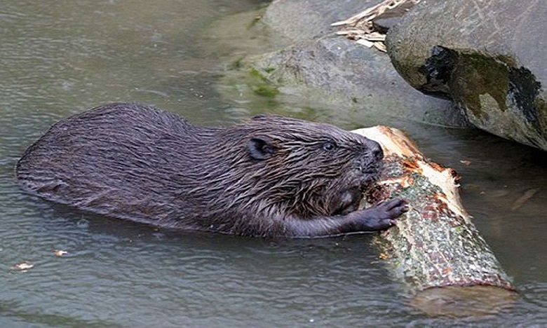 Tierra del Fuego busca un modo sustentable de controlar la plaga de castores