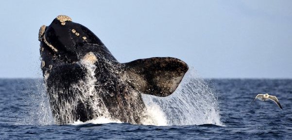 Ocho ejemplares de ballena franca austral fueron marcadas con el fin de seguir la ruta que realiza esta especie una vez que sale de la zona de Pennsula Valds, en Chubut