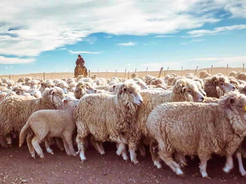 Aprobado el financiamiento, la Provincia recibir los fondos necesarios para iniciar la construccin que contribuir al fortalecimiento de la cadena de ganados y carnes, como as tambin esto aportar a la diversificacin de la matriz productiva.