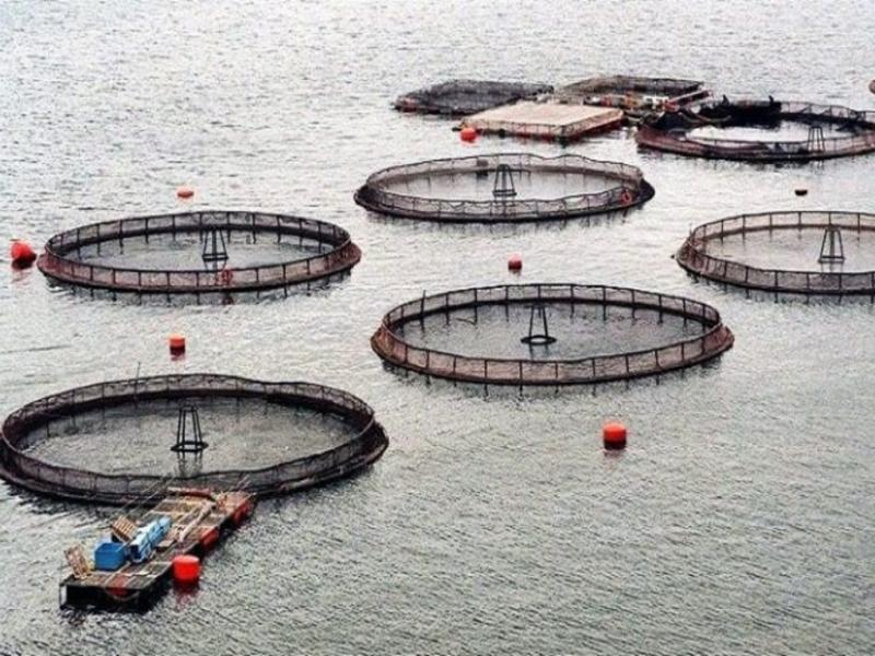 Docentes Investigadores de las reas ambientales y de la economa de la UNTF dieron su visto bueno a la nueva legislacin ambiental sobre salmoneras que entrar en vigencia en la provincia de Tierra del Fuego.   