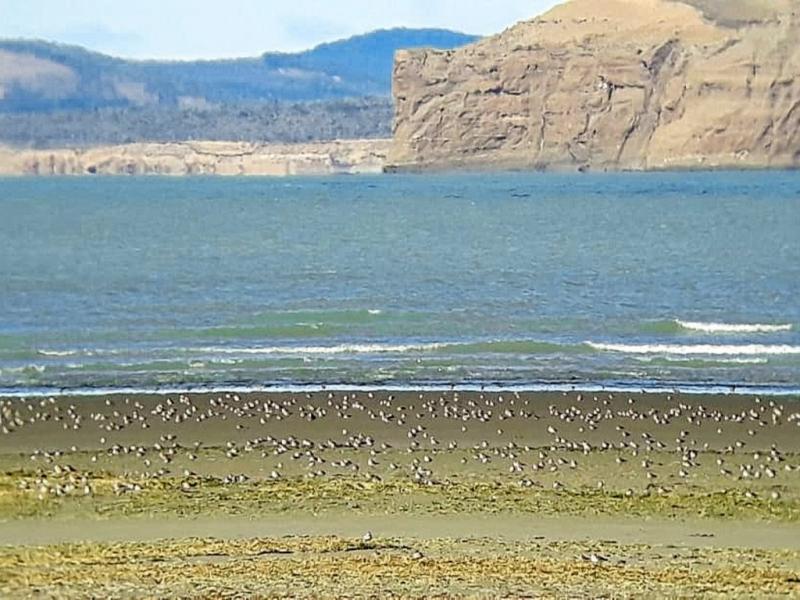 Con solo algunas horas durante un periodo corto de tiempo, podemos asegurarnos que las aves playeras sigan visitando el rea Protegida, y que puedan retornar en condiciones ptimas a sus sitios de cra, refiri Mara Luisa Carranza. 