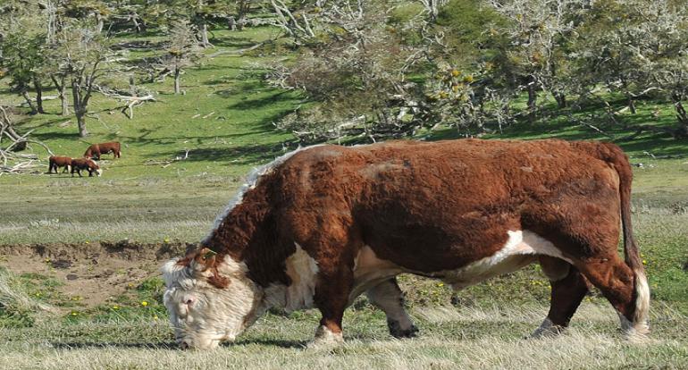 El INTA, a travs del Proyecto Regional con Enfoque Territorial (PRET) Tierra del Fuego, realizar actividades vinculadas a los sistemas silvopastoriles en bosques de ire.