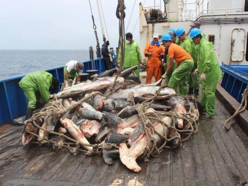 Una mejor gobernanza de las pesqueras en alta mar y su cumplimiento de los tratados internacionales ser fundamental para preservar los recursos marinos biolgicos de los pases en desarrollo en el Pacfico tropical oriental, indica el informe.  