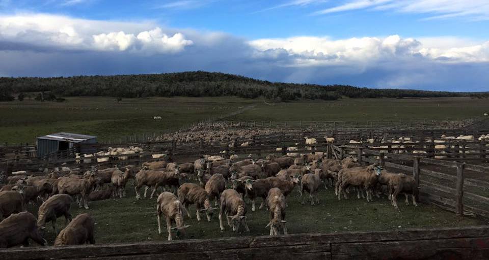 Con la Estancia Pirinaica ya suman 23 los establecimientos que se alejaron de la explotacin lanar en Tierra del Fuego.
