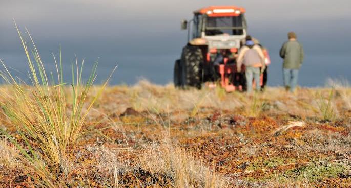 En la Estancia Mara Behety las Agencias de Extensin Rural de Ro Grande y Ushuaia del INTA desarrollan una serie de experiencias enmarcadas en el ensayo de implantacin y revegetacin con poa flabellata.