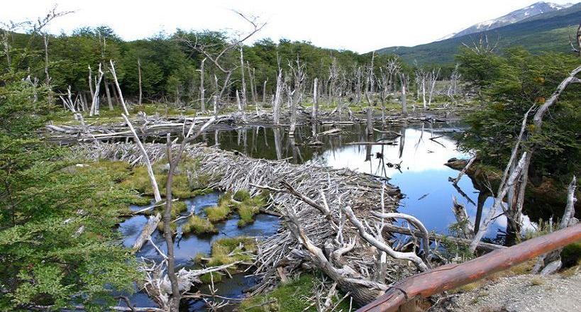 Estudio demuestra el brutal impacto del castor en Tierra del Fuego.
