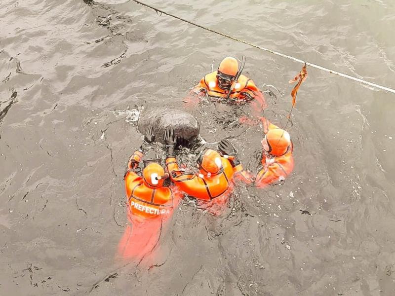 Diversas son las razones, que pueden dar origen a los llamados varamientos masivos; esta especie tuvo dos antecedentes en la provincia en los aos 80 y 90, coment Eugenia lvarez, Secretaria de Ambiente de Tierra del Fuego. 