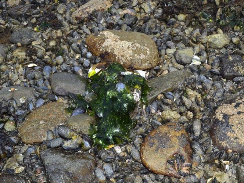 Desde el Ministerio de Produccin y Ambiente, se recuerda que est terminantemente prohibido el consumo de mariscos provenientes de reas naturales de Tierra del Fuego.