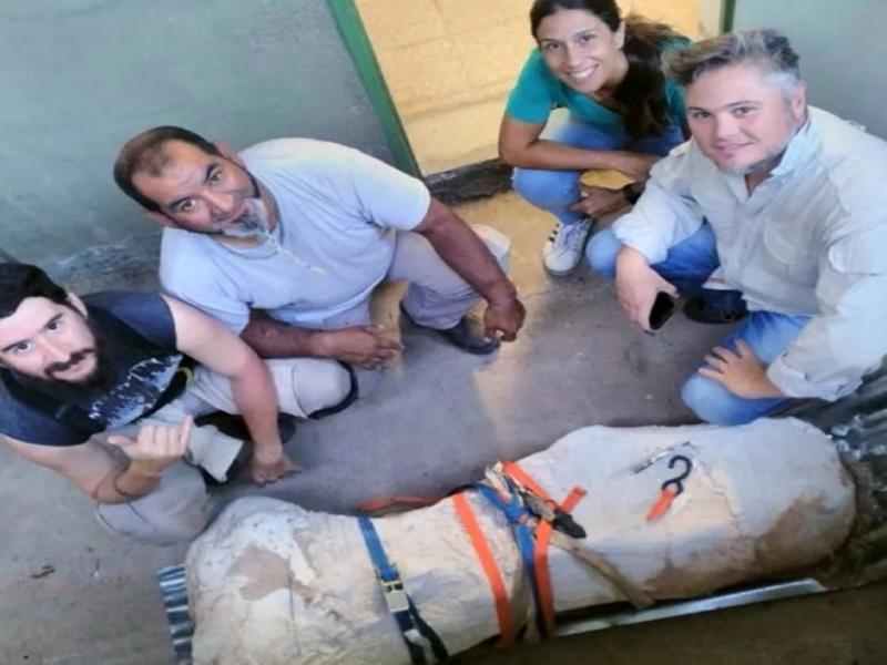 Se presume que sera el fmur de un dinosaurio herbvoro de unos 85 millones de aos, detallaron desde la Universidad. Los encontr un vecino que haca ejercicios.