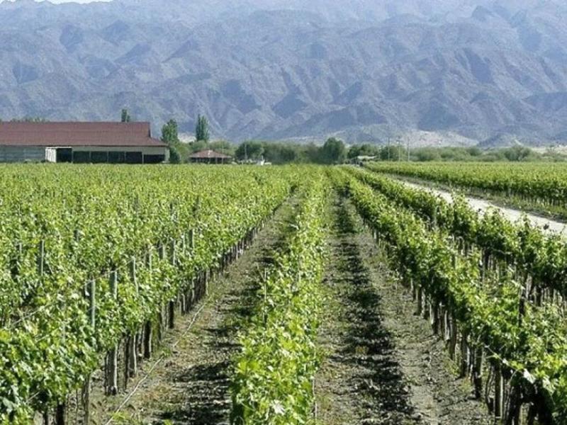 Estos datos se refieren a las uvas que se siembran para elaborar vino, que responden a un poco ms del 92% del total de la superficie sembrada. El otro casi 8% se utiliza para el consumo, ya sea como pasas de uva o al natural.