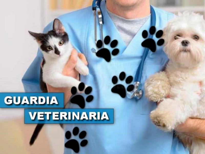 En la ltima Reunin de Comisin enviamos una nota dirigida al Colegio de Veterinarios de la provincia para que se hagan presentes en el debate pero tampoco asistieron, destac el Concejal Ral Von der Thusen.