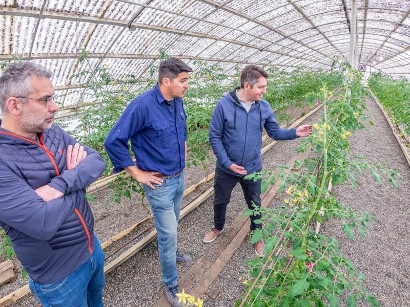 Esto significa un paso ms hacia la Soberana Alimentaria debido a que con la produccin de tomates frescos, morrones y ajes fortalecemos la produccin local y generamos la venta de productos frescos de calidad, indic Martn Prez.