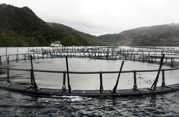 El salmn es la especie elegida para el desarrollo acucola tanto en el Canal de Beagle como en el litoral santacruceo del mar argentino.