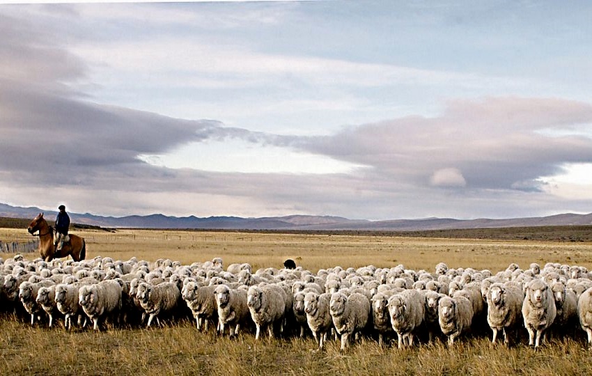 De Santa Cruz salen a la venta unos 700.000 animales entre corderos y adultos (capn), y entre 10.000 y 12.000 toneladas de carne ovina por temporada. 