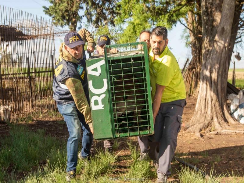 El organismo nacional lider el rescate a travs de la cooperacin internacional en el marco de aplicacin de la Ley N 22421.