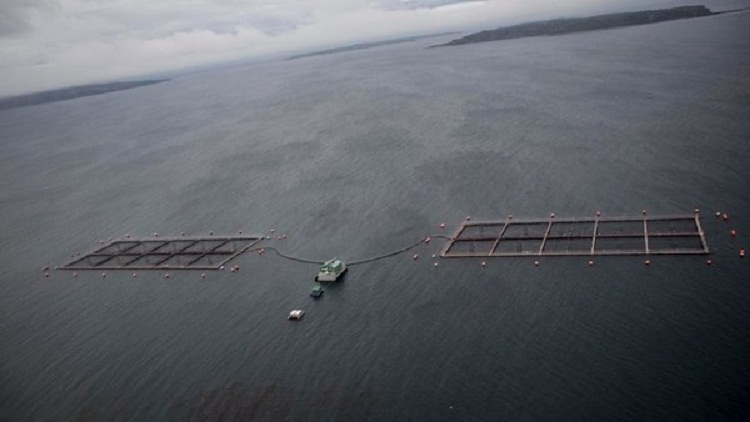 Recomendamos no admitir la instalacin y operacin de centros de cultivo de salmnidos en Tierra del Fuego ni otros sitios del litoral marino argentino