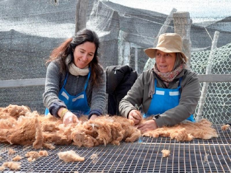 La lana de guanaco es una de las fibras ms finas del reino animal. Con un valor que puede alcanzar los 200 dlares por kilo en bruto, est despertando el inters tanto de productores como de empresas comprometidas con prcticas responsables.