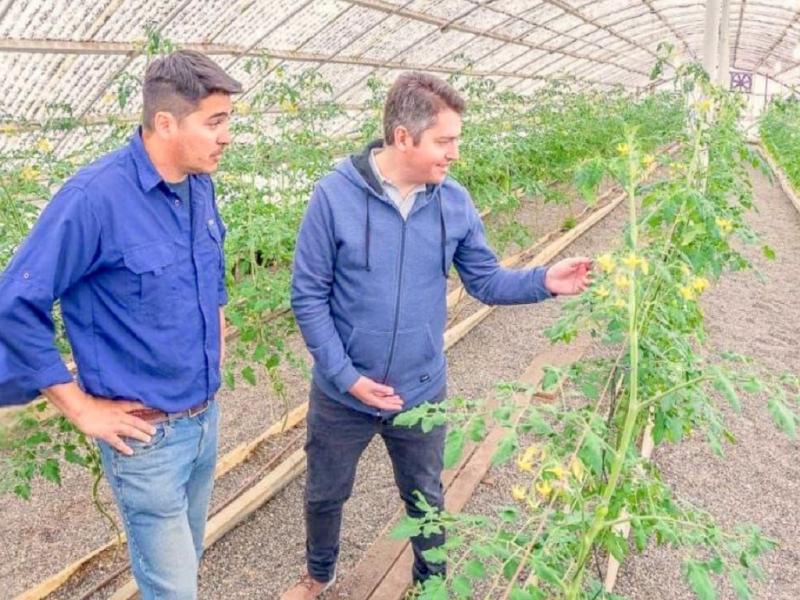 Los tomates frescos tienen caractersticas de calidad premium. Adems, el cultivo sin agroqumicos, es parte de una transicin a un mayor compromiso con el ambiente y la salud de la comunidad.