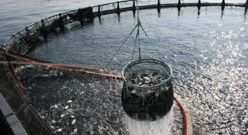 La Repblica Argentina ha firmado recientemente un convenio con el Reino de Noruega para llevar adelante el Proyecto de Acuicultura Nacional, y evaluar la factibilidad del desarrollo de acuicultura basada en salmones en Tierra del Fuego.