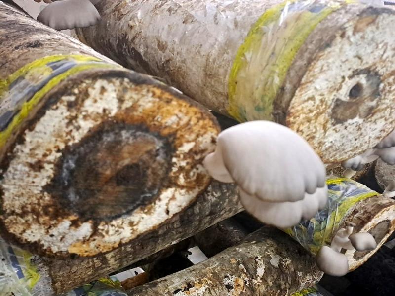 Sostenemos el seguimiento tcnico y la experimentacin como herramientas fundamentales para impulsar alternativas que diversifiquen la matriz productiva de Tierra del Fuego, resaltaron desde el INTA.