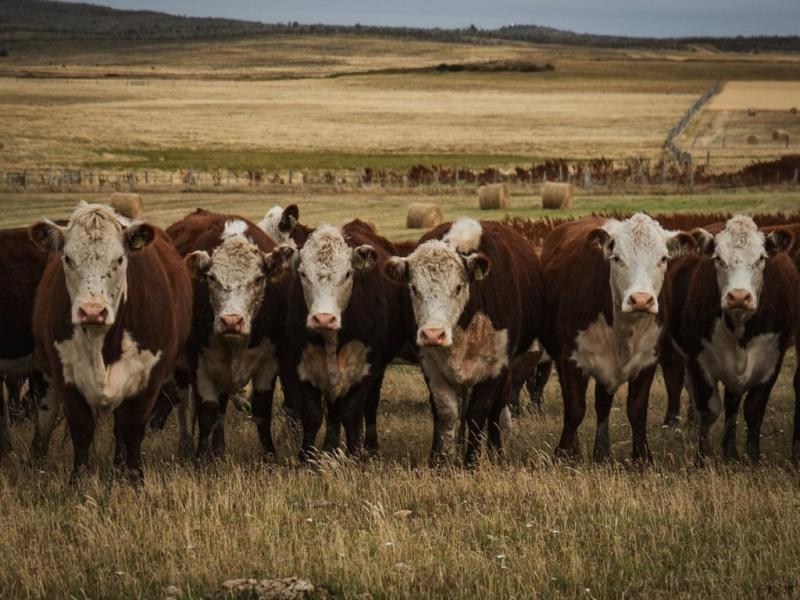 La Patagonia es zona libre de fiebre aftosa sin vacunacin desde 2002. Esta decisin es un retroceso de 30 aos, advirti la Presidenta de la Asociacin Rural de Tierra del Fuego, Lucila Apolinaire.