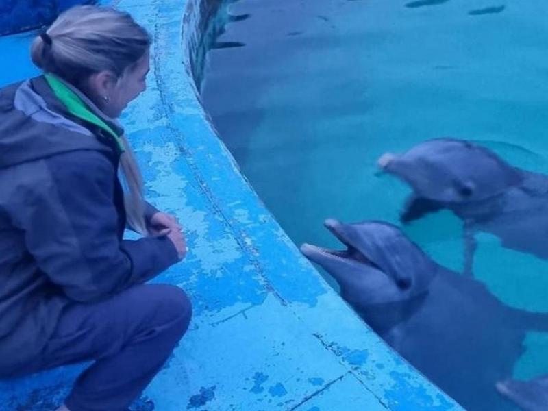 Se constat que los ejemplares de fauna silvestre alojados en el acuario, entre ellos diez delfines nariz de botella (Tursiops truncatus), se encuentran en buen estado de conservacin.