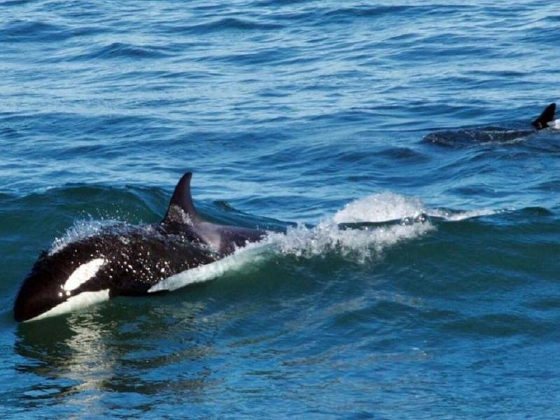 La Secretara de Ambiente de Tierra del Fuego recuerda a la comunidad que, en caso de hallazgos de fauna marina en la costa, no deben trasladar a los animales, tocarlos, ni forzarlos a regresar al mar.