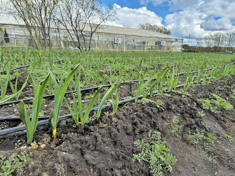 En esta etapa, se instalaron dos líneas de riego por cada amelga de 35 metros, con una frecuencia de riego de aproximadamente dos veces por semana. Se estima que la cosecha del ajo violeta se realizará durante el mes de enero.