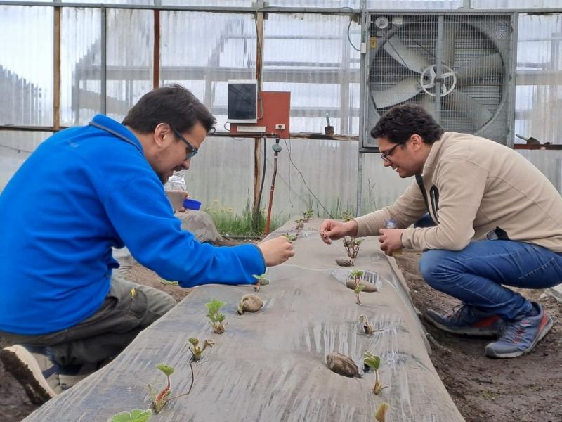 Las cepas nativas de Trichoderma spp. adaptadas son cepas de este hongo que se han desarrollado y aislado de ecosistemas locales, mostrando resistencia y efectividad para la promoción del crecimiento en condiciones ambientales específicas.