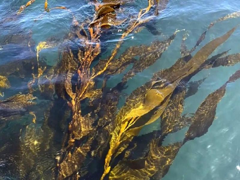 �Estos bosques submarinos no solo tienen potencial econ�mico en cosm�tica y farmacia, sino que son vitales para el ecosistema, ya que producen ox�geno y absorben carbono�, destacaron desde la Fundaci�n 