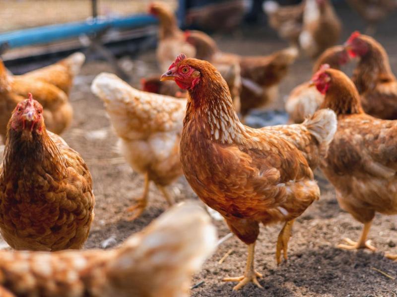 Durante las jornadas se abordarán temáticas vinculadas a la prevención de enfermedades, estrategias de alimentación suplementaria con recursos locales, manejo de aves de fin de ciclo y experiencias productivas desarrolladas en la Patagonia.