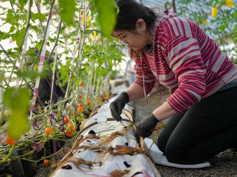 El Municipio, a trav�s de la Secretar�a de Desarrollo Productivo y en articulaci�n con R�o Grande Activa, inici� una experiencia de producci�n de frutillas que cuenta con el acompa�amiento del INTA.